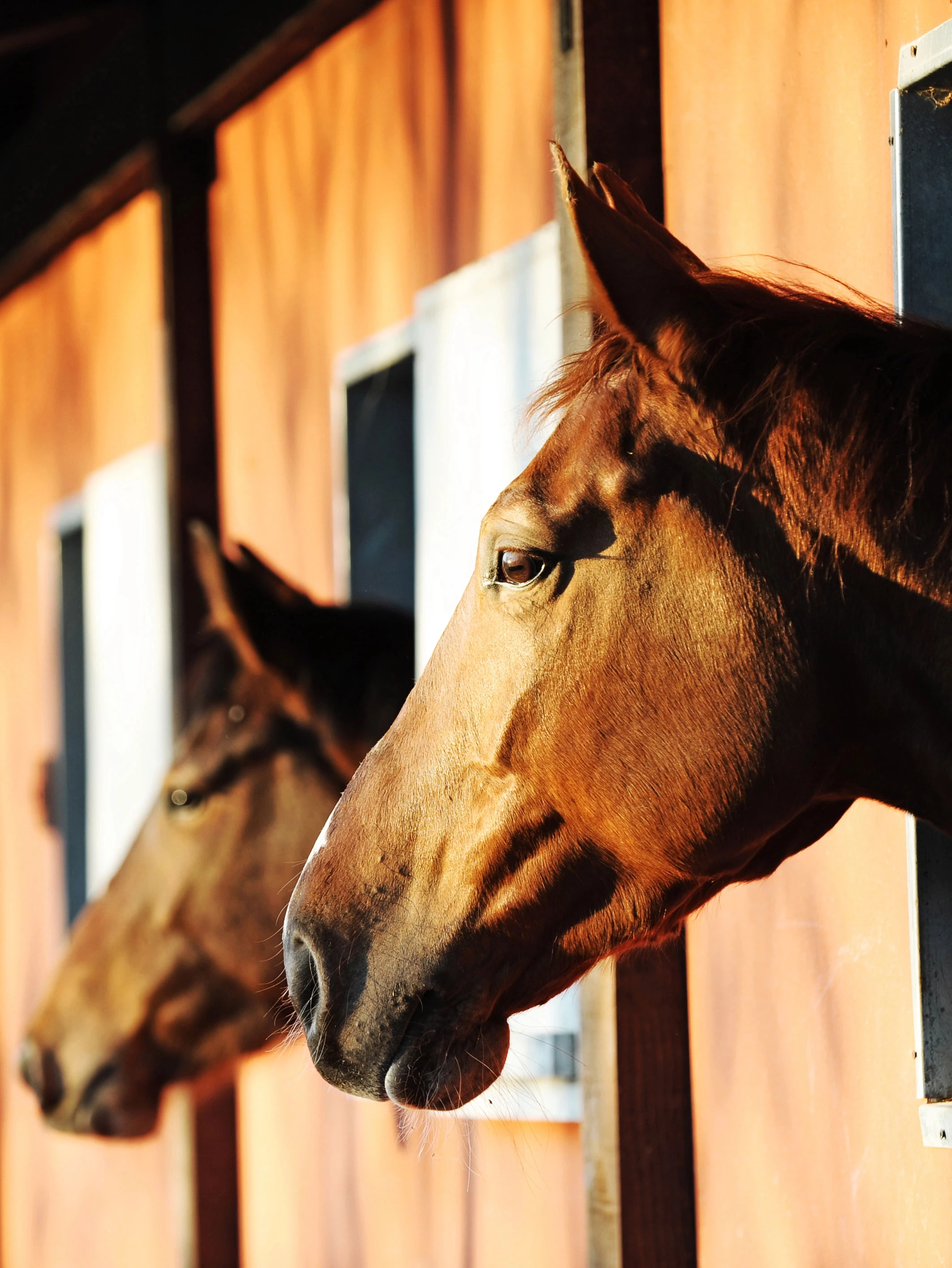 CGP Horsefeed